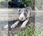 Small American Bully