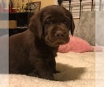 Small Photo #5 Labrador Retriever Puppy For Sale in RIVERSIDE, CA, USA