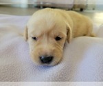 Small Photo #5 Labrador Retriever Puppy For Sale in APPLE VALLEY, CA, USA