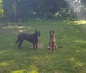 Father of the Dutch Shepherd Dog puppies born on 07/19/2017