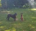 Small Photo #1 Dutch Shepherd Dog Puppy For Sale in SILER CITY, NC, USA