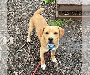 Labrador Retriever Dogs for adoption in Waterford, VA, USA