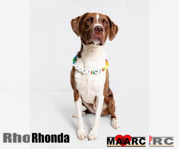 Medium Photo #7 Lab-Pointer Puppy For Sale in Maryville, TN, USA