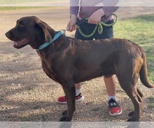 Labrador Retriever Puppy for sale in GEORGETOWN, TX, USA