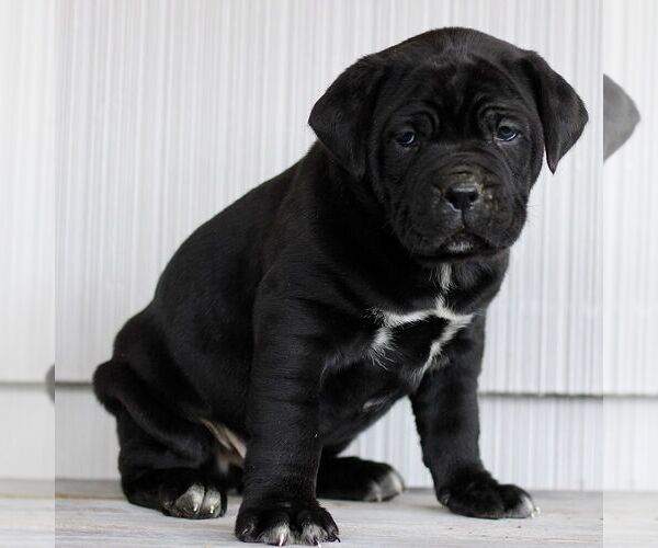 Medium Photo #2 Cane Corso Puppy For Sale in LANCASTER, PA, USA