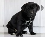 Small #1 Cane Corso