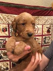 Goldendoodle Puppy for sale in ERIE, CO, USA