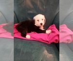 Small Photo #3 Sheepadoodle Puppy For Sale in HAMMOND, LA, USA