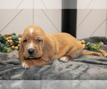 Small Photo #10 Basset Hound Puppy For Sale in FRESNO, OH, USA