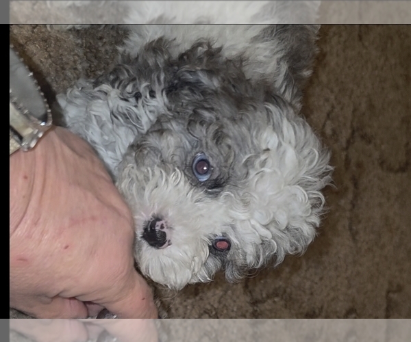 Medium Photo #3 Poodle (Toy) Puppy For Sale in DYERSBURG, TN, USA
