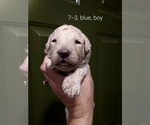 Small Photo #46 Bordoodle Puppy For Sale in COPPERAS COVE, TX, USA