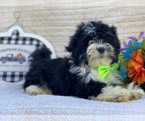 Bernedoodle Puppy for sale in LANCASTER, PA, USA