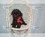 Small #7 Poodle (Toy)