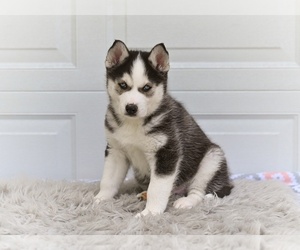 German Shepherd Dog-Siberian Husky Mix Puppy for sale in MILLERSBURG, OH, USA