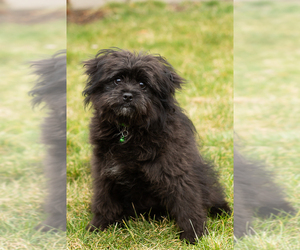 Pomeranian-Poodle (Toy) Mix Puppy for Sale in NAPPANEE, Indiana USA