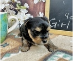 Small #18 Yorkshire Terrier
