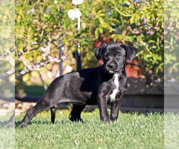 Medium Photo #3 Boxer-Unknown Mix Puppy For Sale in San Diego, CA, USA