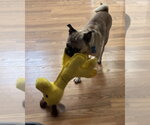 Small Photo #8 Pug-Unknown Mix Puppy For Sale in Corona, CA, USA