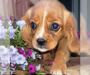 Golden Cavalier Puppy for sale in TUSCOLA, IL, USA