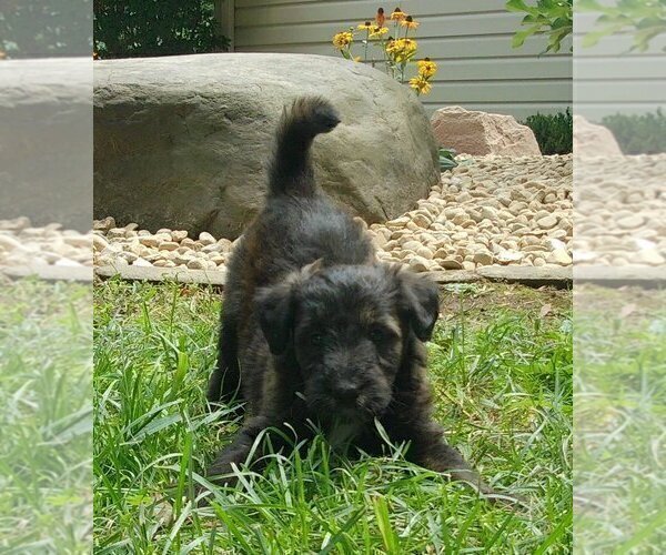 Medium Photo #1 Collie-Poodle (Miniature) Mix Puppy For Sale in PERU, IN, USA