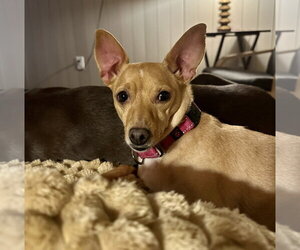 Chihuahua-Unknown Mix Dogs for adoption in Brooklyn Center, MN, USA