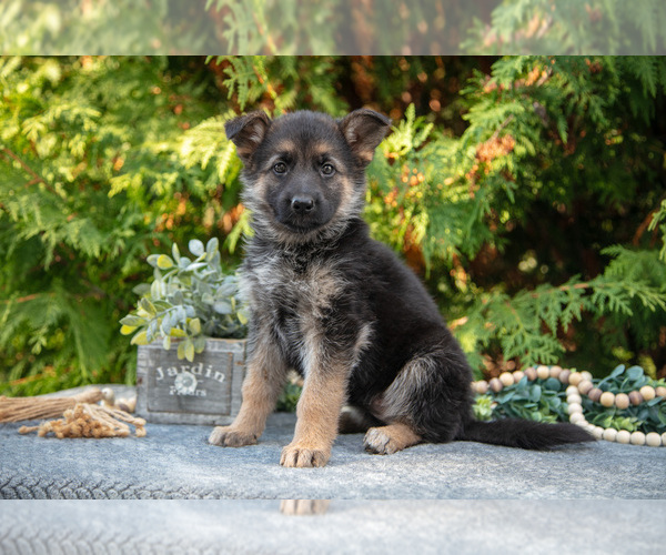Medium Photo #1 German Shepherd Dog Puppy For Sale in BREMEN, IN, USA
