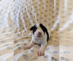 Small #3 Mutt