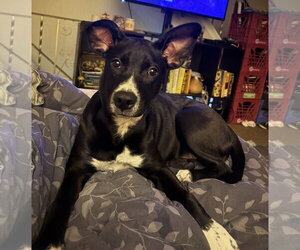 Labrador Retriever-Unknown Mix Dogs for adoption in SHERBURNE, NY, USA