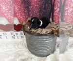 Small Photo #11 Aussiedoodle Puppy For Sale in UNIONVILLE, IA, USA
