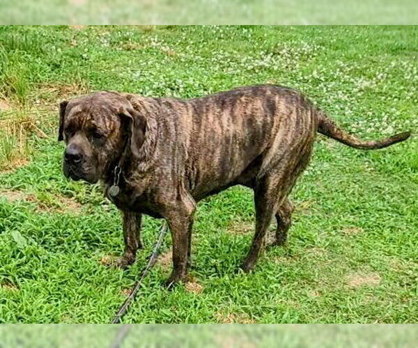 Medium Photo #3 Fila Brasileiro Puppy For Sale in Jasper, AL, USA