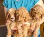 Small #3 Poodle (Standard)