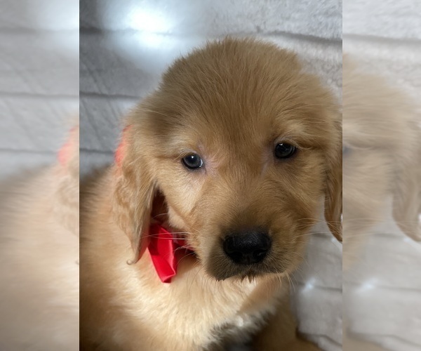 Medium Photo #3 Golden Retriever Puppy For Sale in ANTIOCH, CA, USA