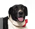 Small Photo #2 Mutt Puppy For Sale in Santa Maria, CA, USA