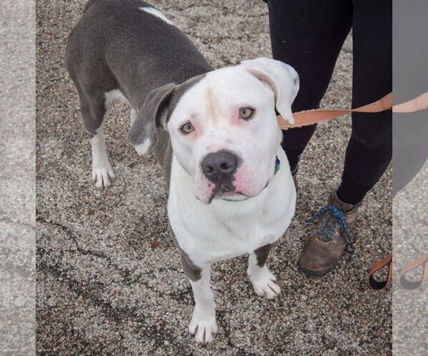Medium Photo #5 American Bulldog-American Staffordshire Terrier Mix Puppy For Sale in Huntley, IL, USA