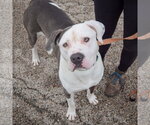 Small #4 American Bulldog-American Staffordshire Terrier Mix
