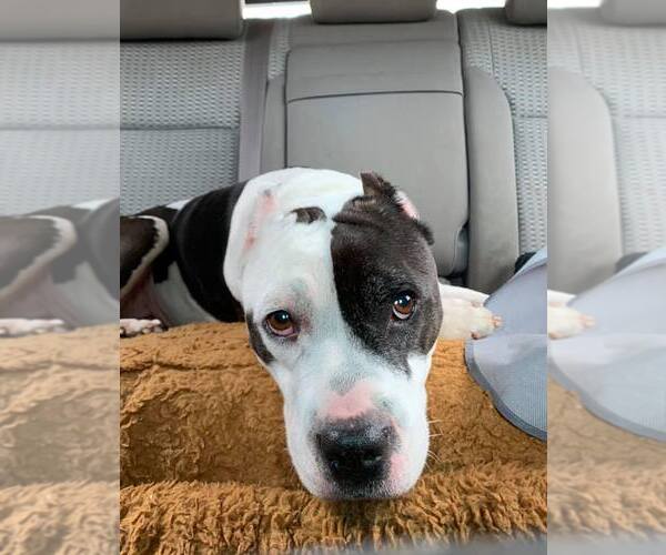 Medium Photo #12 American Pit Bull Terrier-Unknown Mix Puppy For Sale in Landenberg, PA, USA