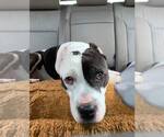Small #11 American Pit Bull Terrier Mix