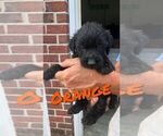 Small Photo #5 Labradoodle Puppy For Sale in STATESBORO, GA, USA