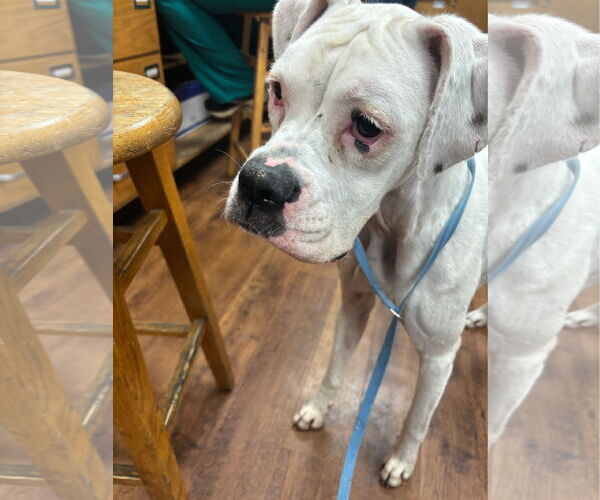 Medium Photo #3 Boxer Puppy For Sale in Dumont, NJ, USA