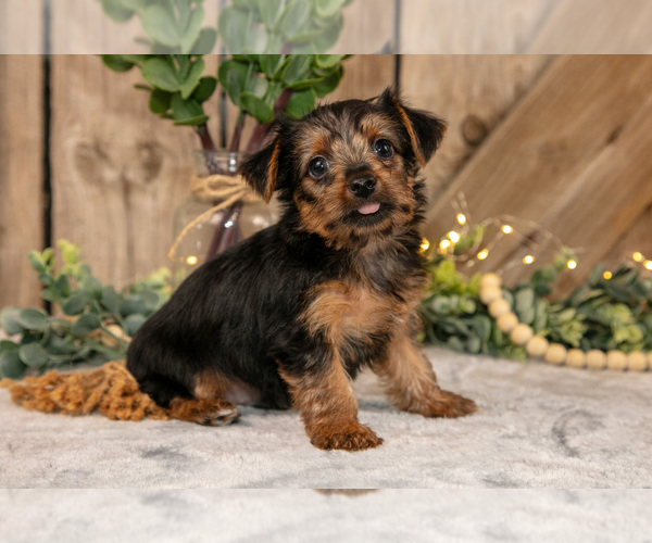 Medium Photo #1 Yorkshire Terrier Puppy For Sale in GREENWICH, OH, USA