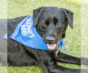 Mutt Dogs for adoption in Hilton Head, SC, USA