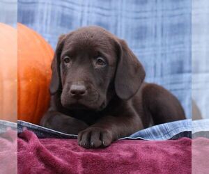 Labrador Retriever Puppy for sale in ELLIOTTSBURG, PA, USA