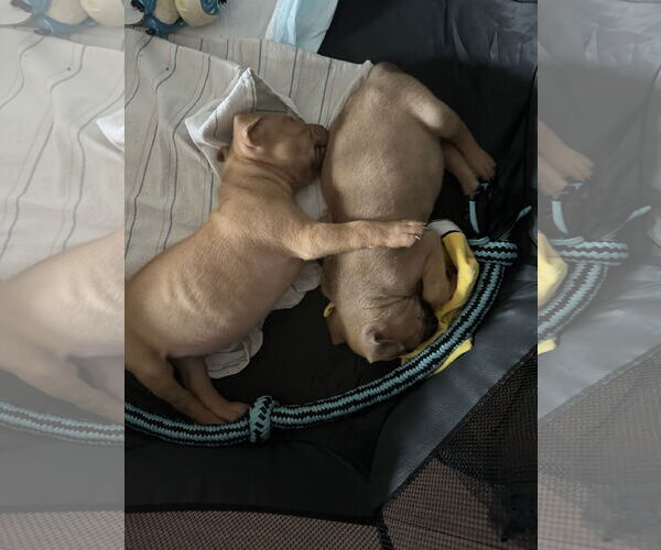 Medium Photo #13 Mutt Puppy For Sale in Philadelphia, PA, USA