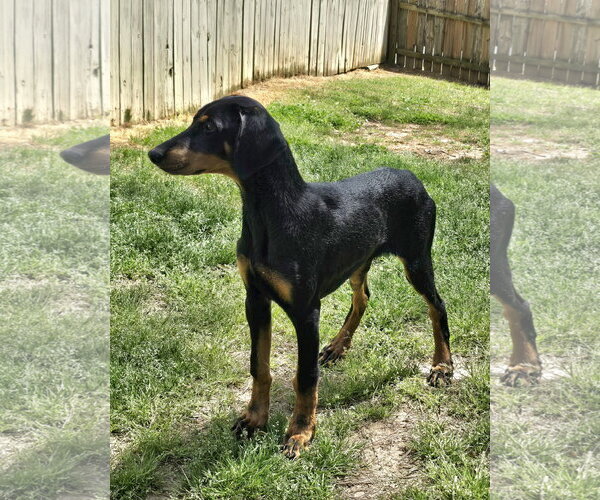 Medium Photo #1 Doberman Pinscher Puppy For Sale in Social Circle, GA, USA