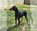 Small Doberman Pinscher
