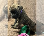 Small Photo #9 Boxer Puppy For Sale in LANSING, MI, USA