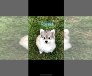 Pomsky Puppy for sale in SAVOY, MA, USA