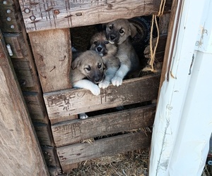 Border Collie-Great Pyrenees Mix Puppy for sale in PORTAGE, WI, USA