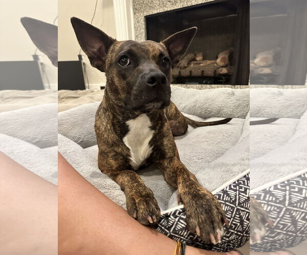 Medium Photo #1 Mutt Puppy For Sale in Oakhurst, NJ, USA