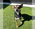 Small #2 Chihuahua